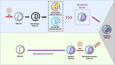 Contribution of the Epstein-Barr virus to the oncogenesis of mature T-cell lymphoproliferative neoplasms